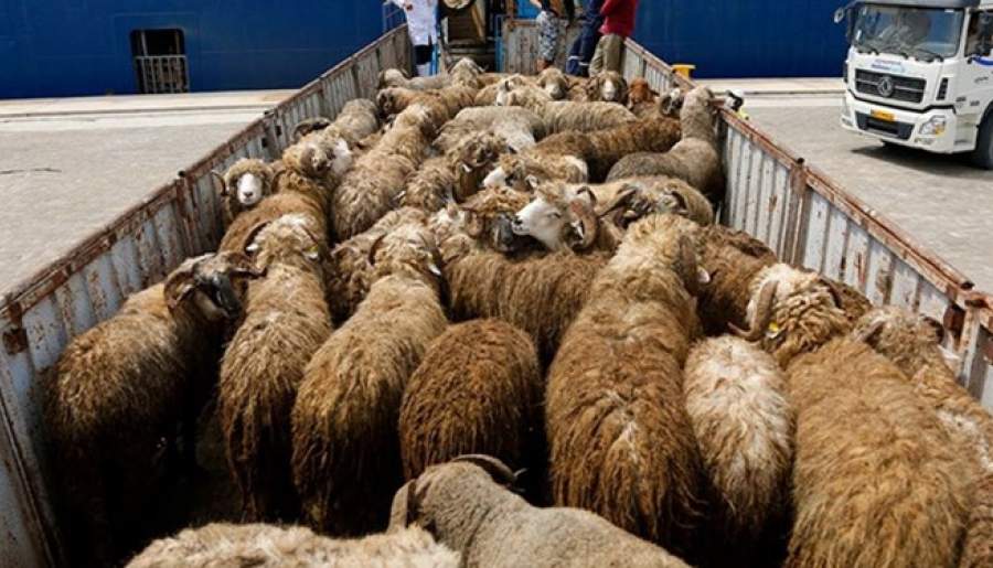 کشف۷۹ راس گوسفند قاچاق به ارزش ۶ میلیارد ریال در سیرجان