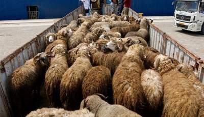 کشف۷۹ راس گوسفند قاچاق به ارزش ۶ میلیارد ریال در سیرجان