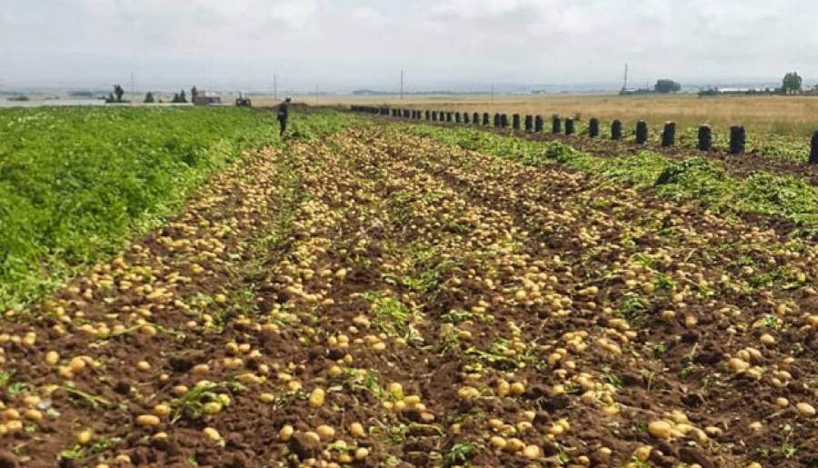 پیش بینی برداشت ۱۵۰۰۰ تن سیب زمینی در ارزوئیه