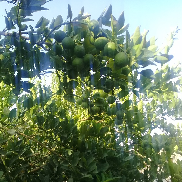 تصاویری زیبا از باغ های لیمو ترش در منوجان