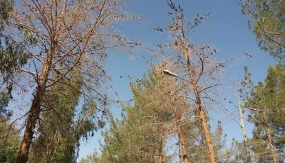 علت خشکیدگی درختان راور در حال بررسی است