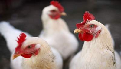 توصیه‌های بهداشتی دامپزشکی فهرج به مرغداران