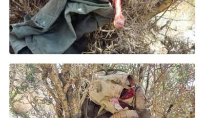 دستگیری سه شکارچی غیرمجاز و کشف لاشه یک‌ قوچ وحشی در بردسیر