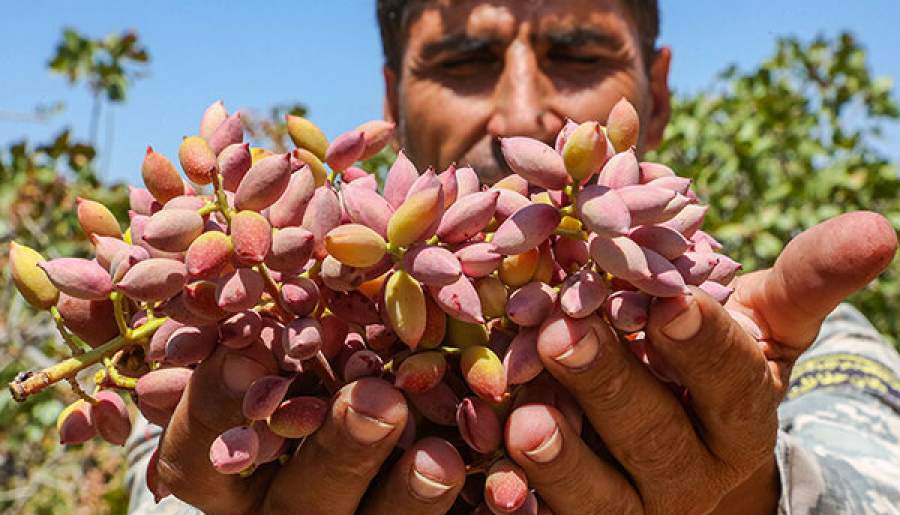 برداشت پسته ایران در هر هکتار یک نهم دنیاست/ کارگاههای فرآوری و گذر از کشاورزی سنتی راه نجات طلای سبز