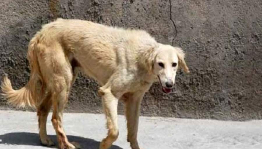 576 مورد گازگرفتگی سگهای ولگرد در سیرجان