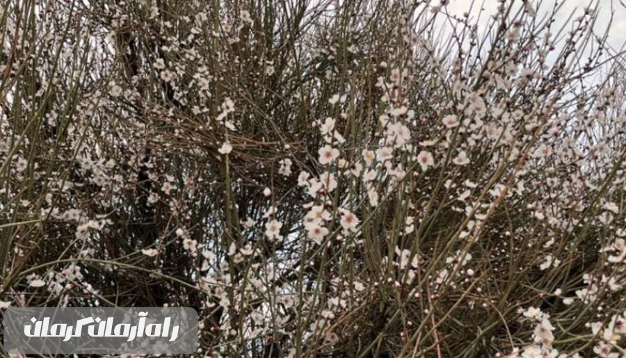 شکوفه های بهاری در زمستان روستای قنات ملک