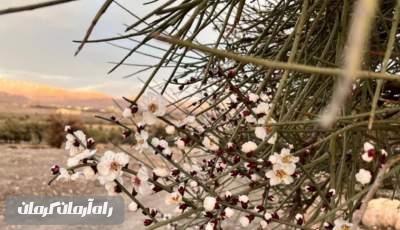 شکوفه های بهاری در زمستان روستای قنات ملک