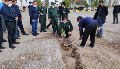 ۱۵۰ اصله درخت در کارخانه زمزم کرمان به زمین نشست