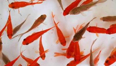 توصیه دامپزشکی به خرید ماهی قرمز از مراکز تحت نظارت