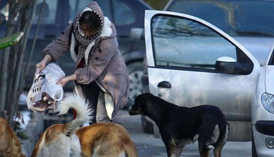 طرح زنده گیری و عقیم سازی سگهای ولگرد در استان بطور كامل اجرا شود/شهروندان موادغذایی را به سگ های رها در سطح شهر ندهند/همکاری سازمان های مربوطه با شهرداری برای سامان دهی سگ ها