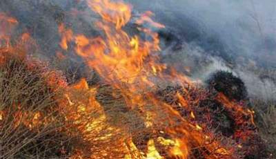 آتش بی توجهی گردشگران بر جان منابع طبیعی راین/ ۶۰ اصله درخت گز در منطقه خیچ راین طعمه حریق شد