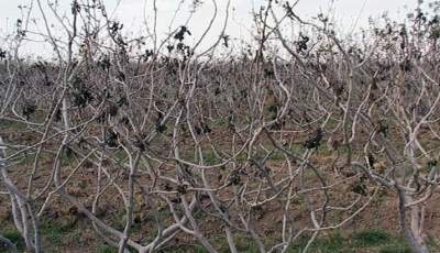 بازدید گروه کارشناسی وزارت جهاد کشاورزی از باغات خسارت دیده ناشی از سرمای بهاره
