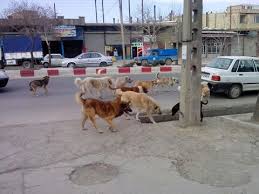 سگهایی که امنیت شهروندان را چنگ می زنند