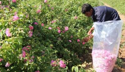 پیش‌بینی برداشت ۳۰ تن گل محمدی از گلستان های راور