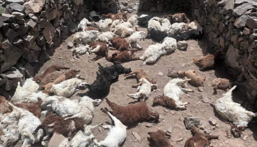 تلف شدن ۷۹ راس گوسفند در روستای هشتادان گلباف
