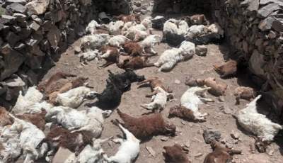 تلف شدن ۷۹ راس گوسفند در روستای هشتادان گلباف