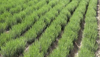 پیش بینی تولید ۲۴۸ تن ترخون خشک از اراضی کشاورزی گلباف