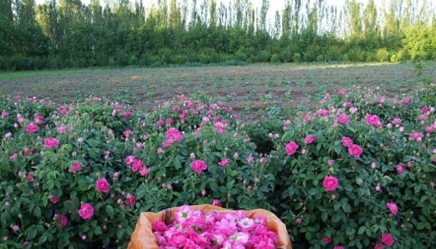سال جاری برداشت 50 تن گل تر از گلستان هاي شهرستان شهربابک پيش بيني می شود