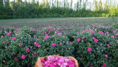 سال جاری برداشت 50 تن گل تر از گلستان هاي شهرستان شهربابک پيش بيني می شود