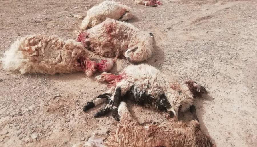 حمله حیوانات وحشی به گوسفندان نعیم آباد زرند
