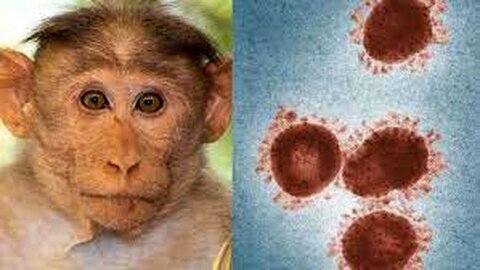 آماده باش وزارت بهداشت برای پیشگیری از ورود و گسترش آبله میمون/ واکسیناسیون آبله بیش از ۸۰ درصد از شیوع آبله میمون جلوگیری می کند