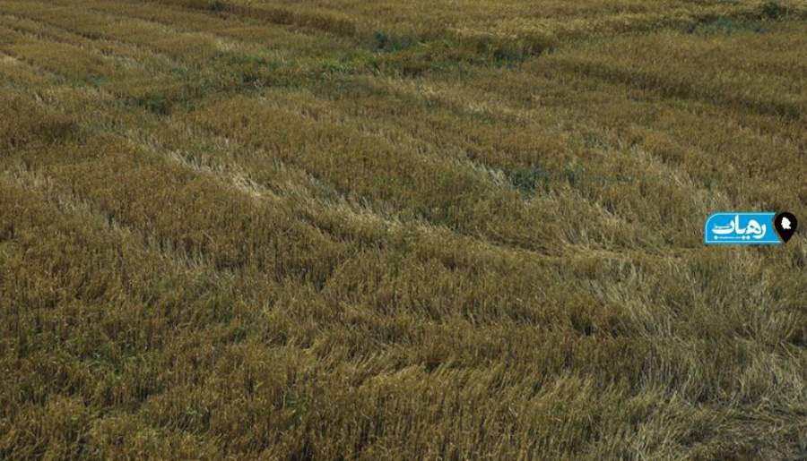 خوزستان با تغییر الگوی کشت پاییزه رکوردار تولید گندم شد/بالاترین میزان خرید گندم به استان خوزستان اختصاص داده شد