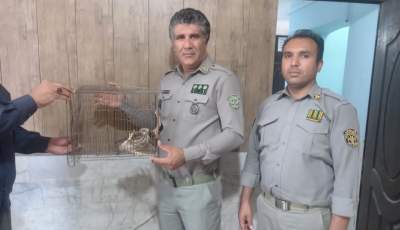 تحویل پرنده شکاری از نوع دلیجه به اداره محیط زیست شهرستان فهرج