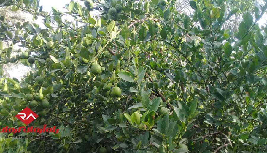 تصاویری زیبا از باغ های لیمو ترش منوجان  