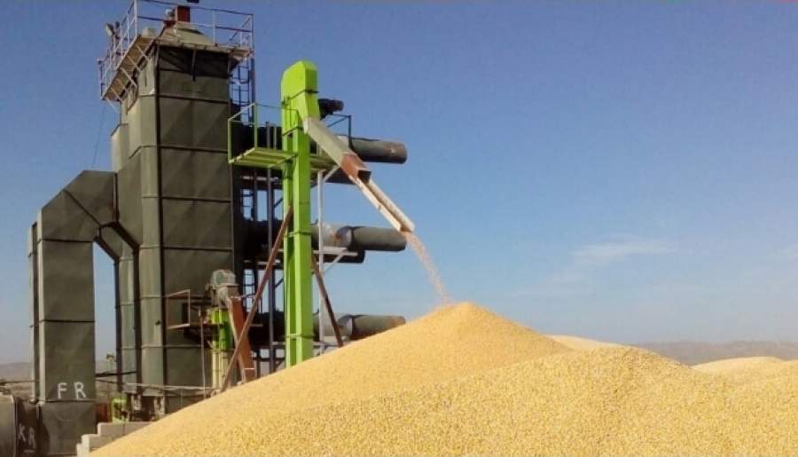 رشد ۵۷ درصدی میزان تولید و خرید گندم در جنوب کرمان