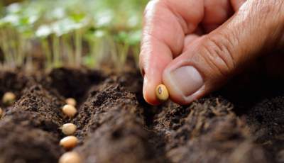 بذر مرغوب؛ کیفیت تولیدات کشاورزی را افزایش می‌دهد