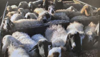 کشف ۹۰ راس گوسفند قاچاق در سیرجان