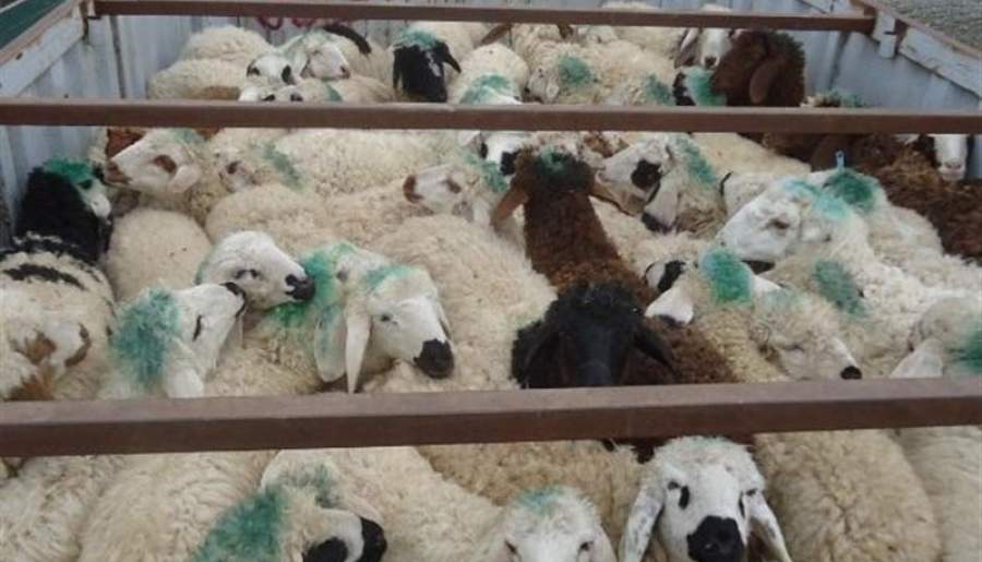 کشف ۱۳۵ راس گوسفند قاچاق در سیرجان