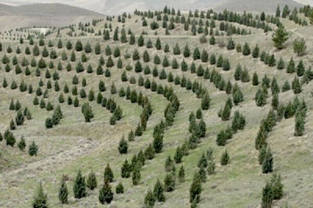 هفته منابع طبيعی با شعار محوری «كاشت يك ميليارد درخت» آغاز می‌شود