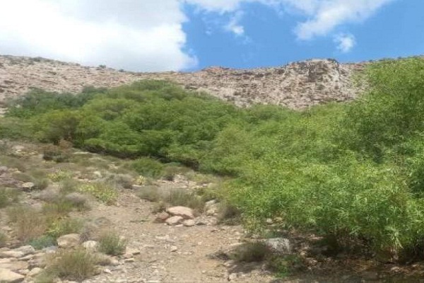 رفسنجان دو درخت کهنسال ثبت ملی دارد