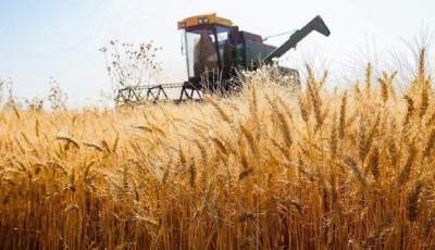 افزایش ۲ برابری تولید و آغاز برداشت ۵۰۰۰ تن گندم و جو از مزارع شهرستان بم
