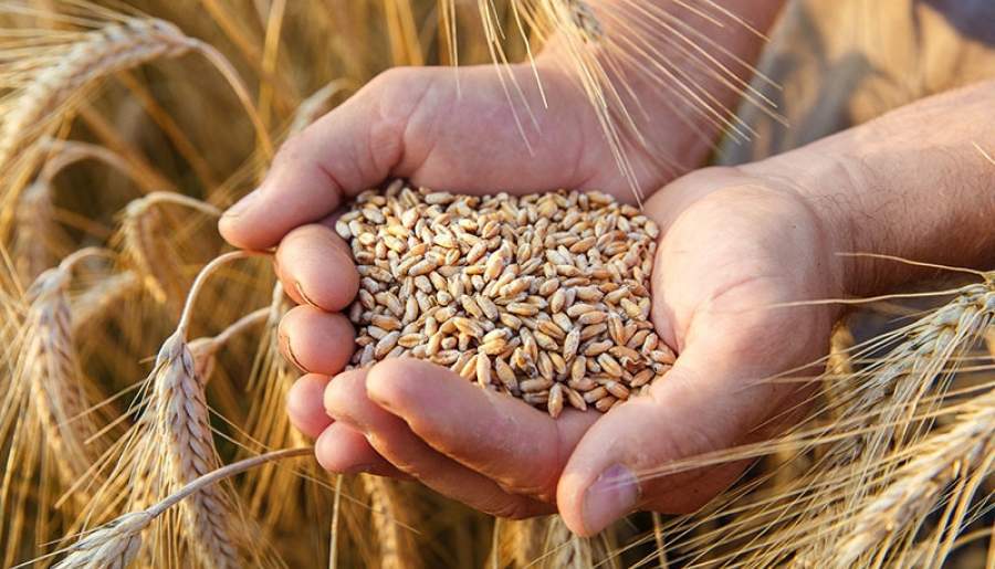 افزایش خرید گندم از کشاورزان در کرمان