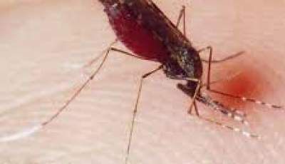 شناسایی یک مورد ابتلا به مالاریا در تبعه خارجی جدیدالورود به رودبار جنوب