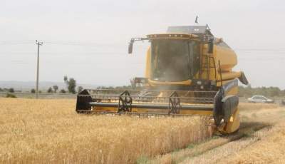 آغاز برداشت اولین گندم کشور در جنوب کرمان